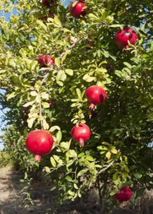 Afganski Pomegranate – Punica Granatum 1