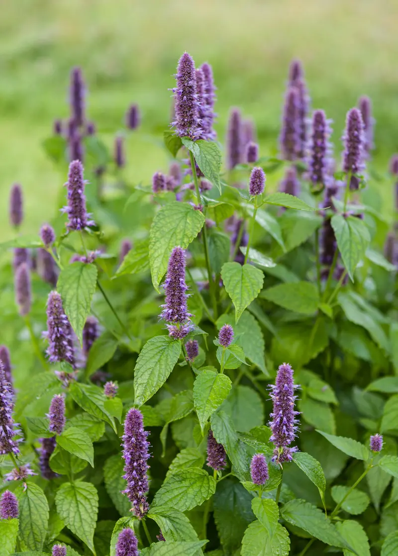 Anise Hyssop – Licorice-Scented Pollinator Plant (Agastache Foeniculum) 1