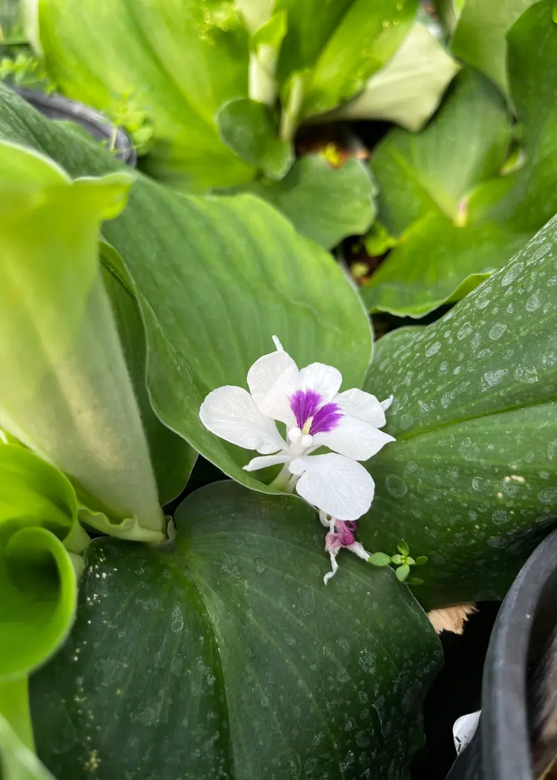 Aromatic Kaempferia Galanga Rhizome Plant 1