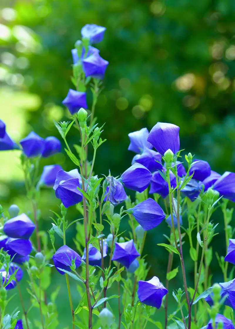 Balloon Flower Perennial (Platycodon Grandiflorus) 1