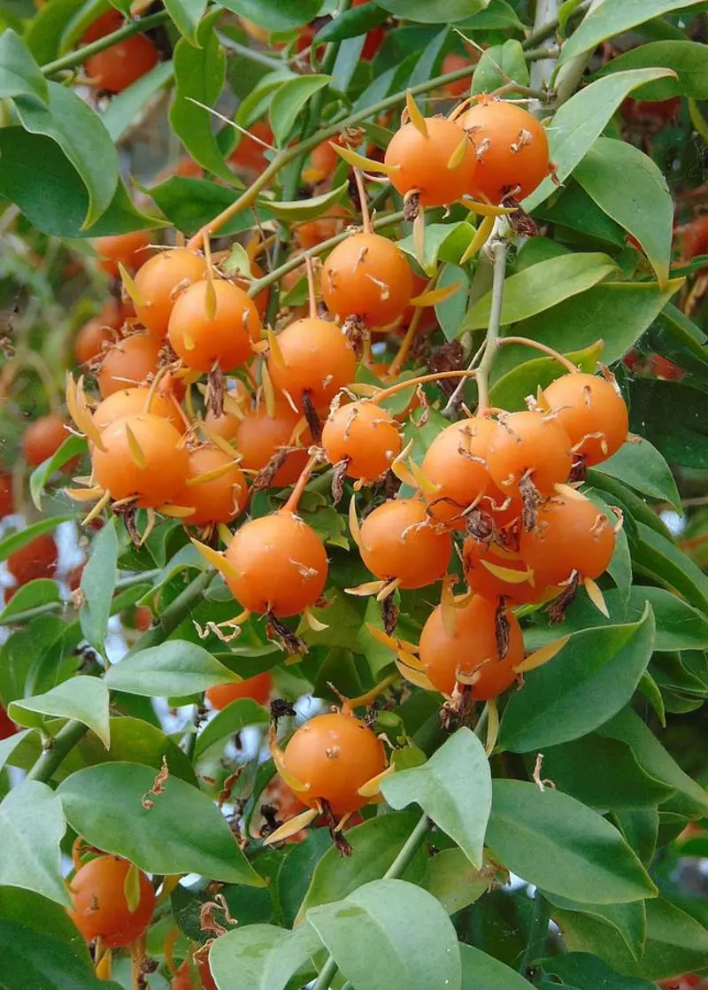 Barbados Gooseberry Vine (Pereskia Aculeata) 1