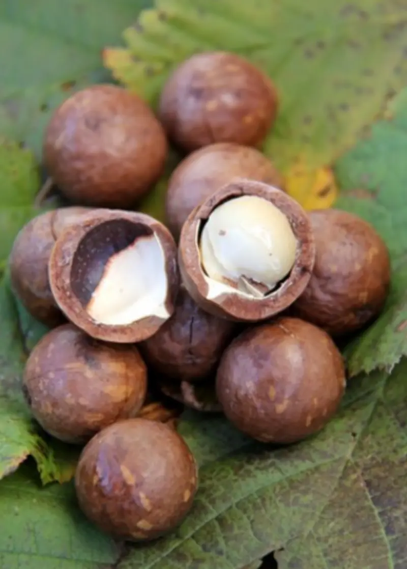 'Beaumont' Macadamia Tree – Hybrid Macadamia Integrifolia × Tetraphylla 1