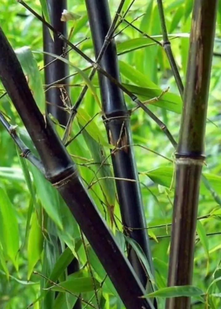 'Black Asper' Bamboo – Striking Bambusa Lako With Dark Culms 1
