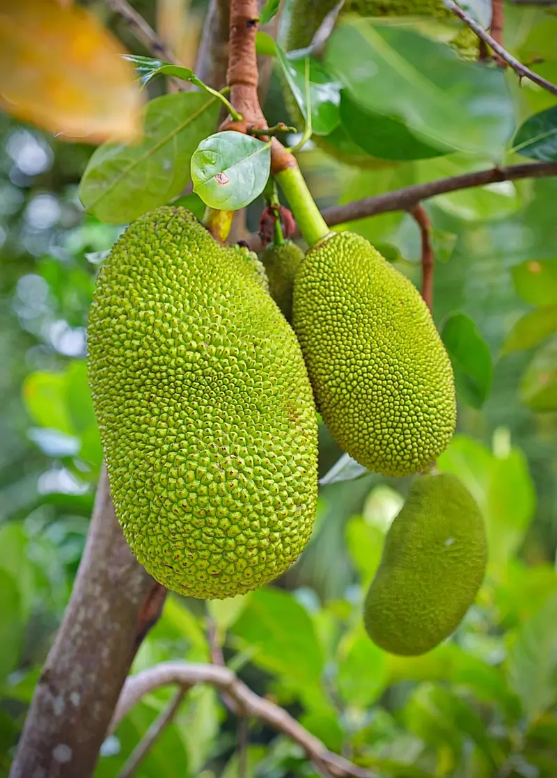 'Black Gold' Jackfruit (Artocarpus Heterophyllus) – Premium Cultivar 1