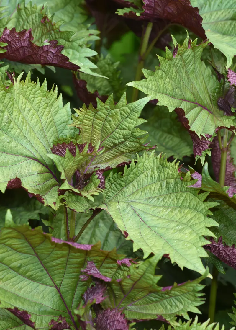 Britton Shiso (Perilla Frutescens Var. Crispa) – Crinkled Purple Perilla 1