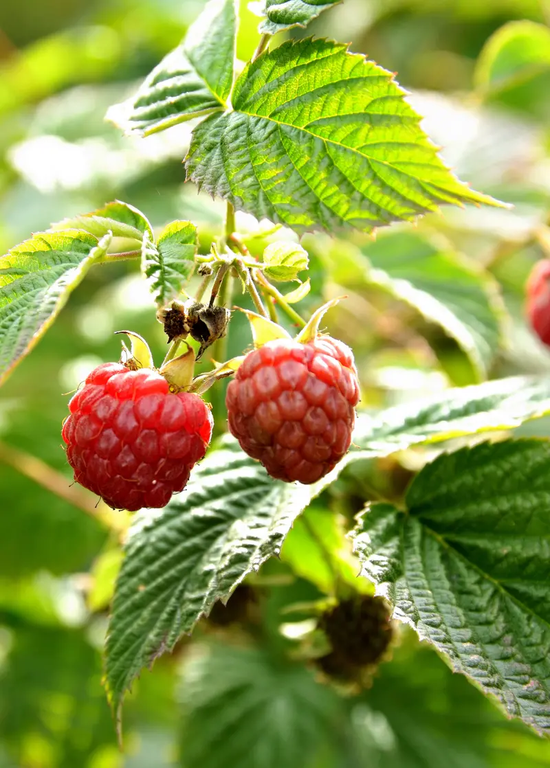 'Caroline' Everbearing Raspberry (Rubus Idaeus) 1