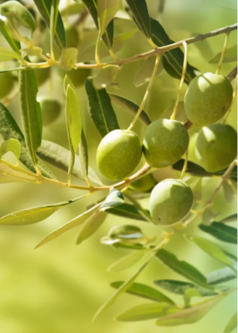 Chemlali Olive Tree (Olea Europaea) – Tunisian Variety 1
