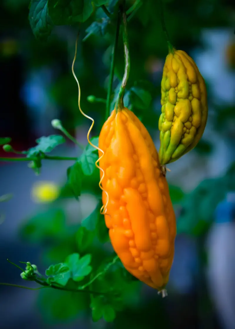 Chinese Bitter Melon (Momordica Charantia) 1
