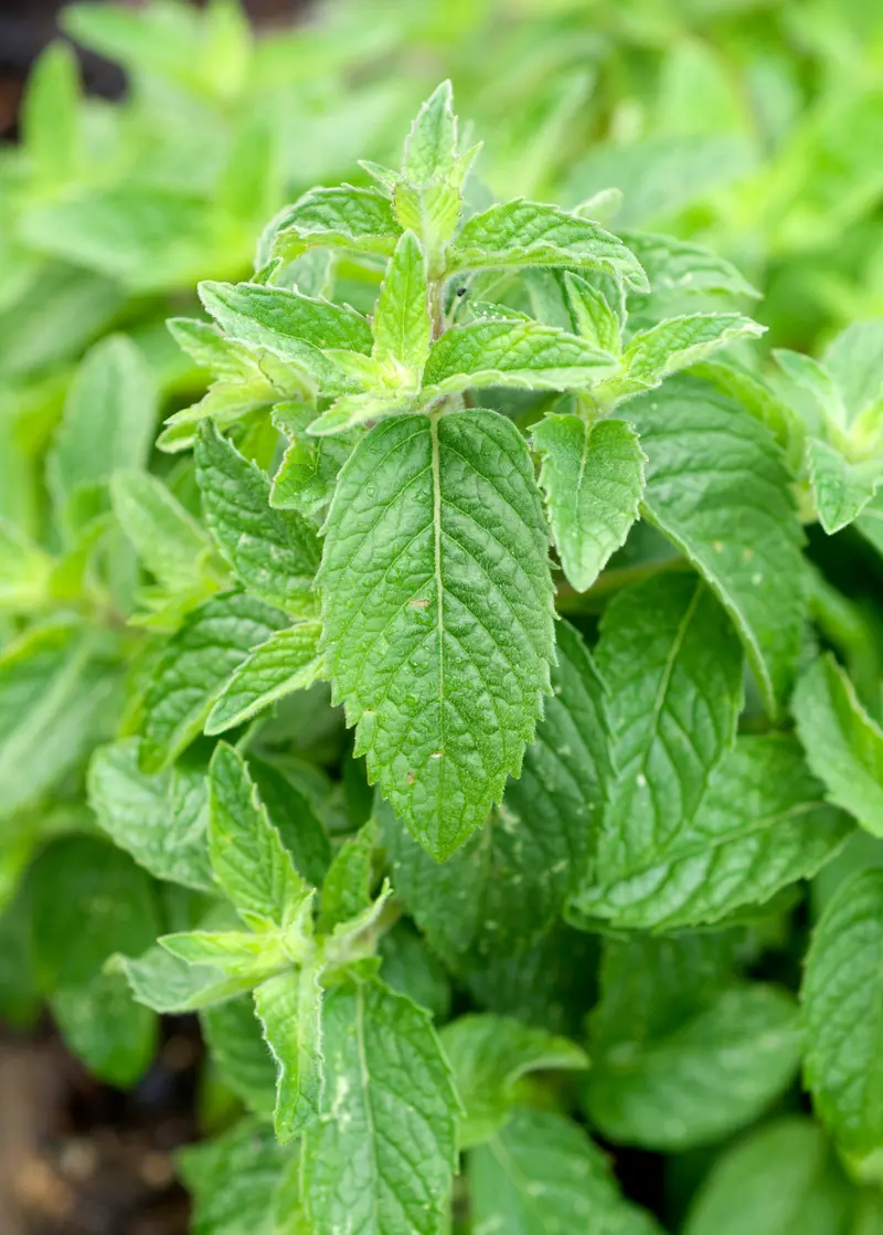 Chinese Mint (Bo-He) – Mentha Haplocalyx 1