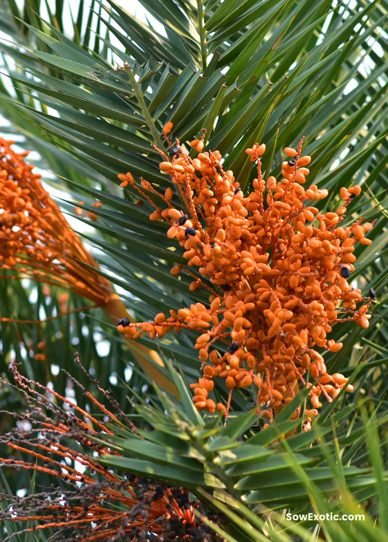 Cliff Date Palm Seedling (Phoenix Reclinata) 1
