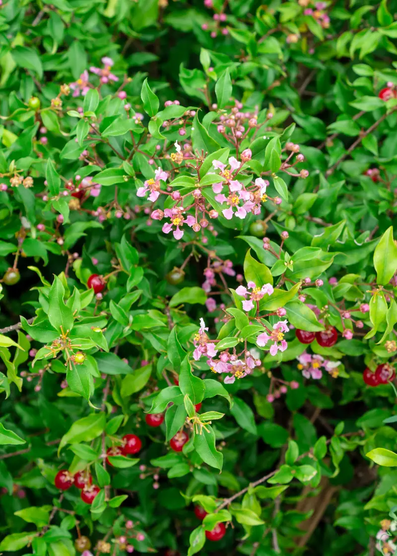Dwarf Barbados Cherry (Malpighia Glabra 'Nana') – Compact Tropical Fruit Shrub 1