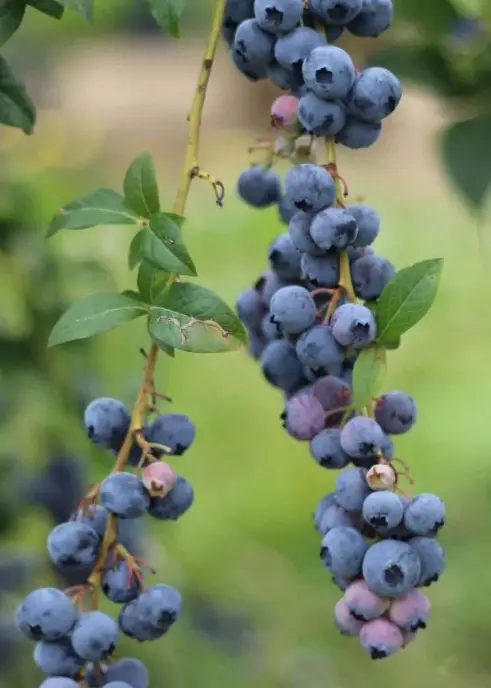 'Emerald' Southern Highbush Blueberry (Vaccinium Corymbosum) 1