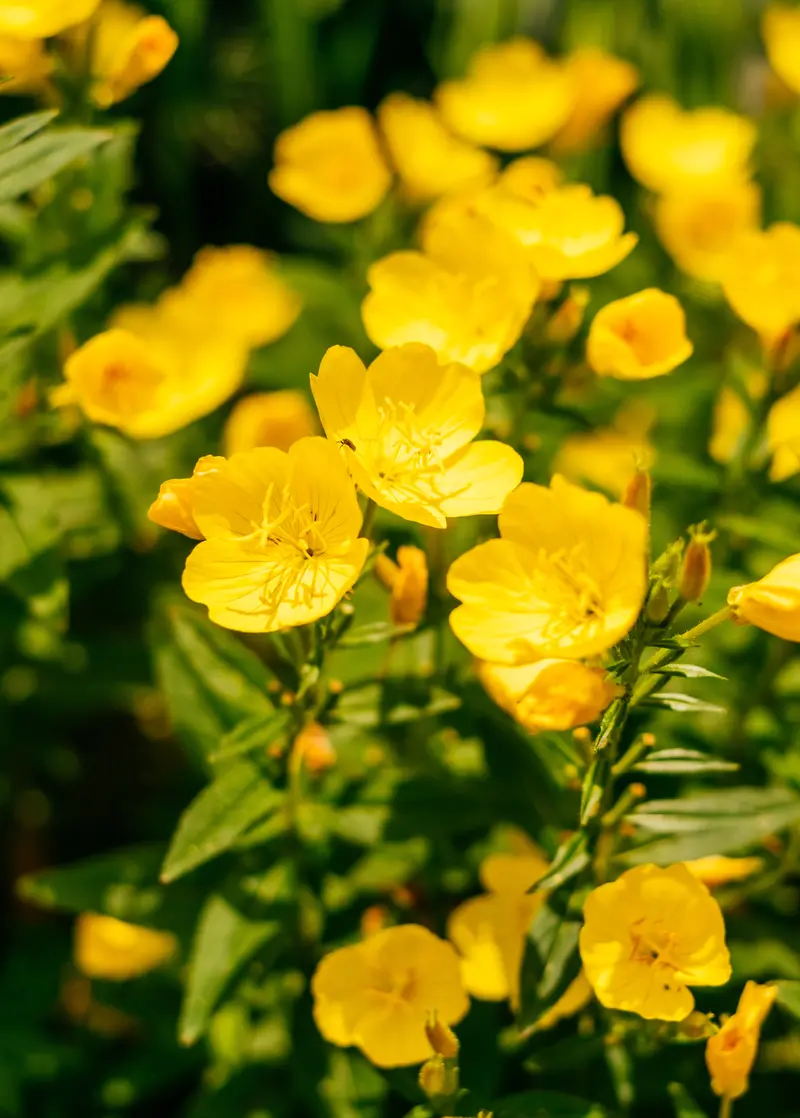 Evening Primrose (Oenothera Biennis) – Pollinator-Friendly Wildflower 1