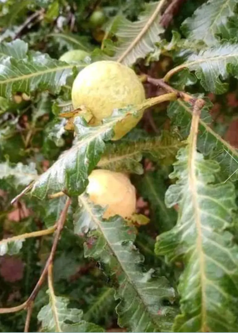 Featherleaf Guava Tree (Psidium Guajava 'Feather Leaf') 1