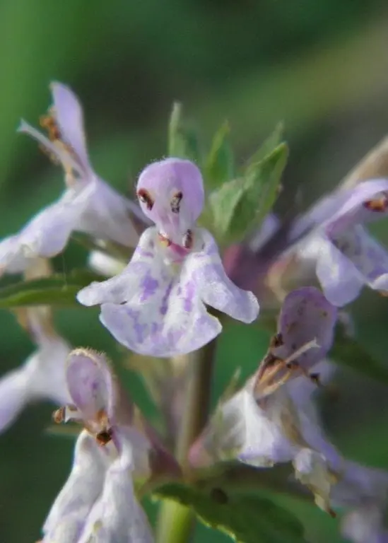 Florida Native Betony Groundcover (Stachys Floridana) 1