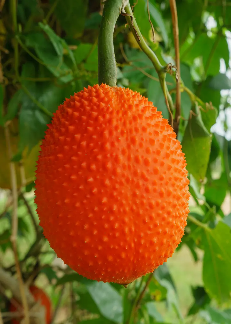 Gac Fruit (Momordica Cochinchinensis) 1