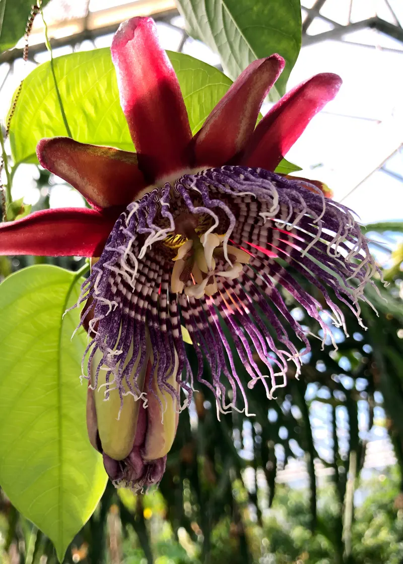Giant Granadilla Vine – Passiflora Quadrangularis L. Tropical Passionflower 1