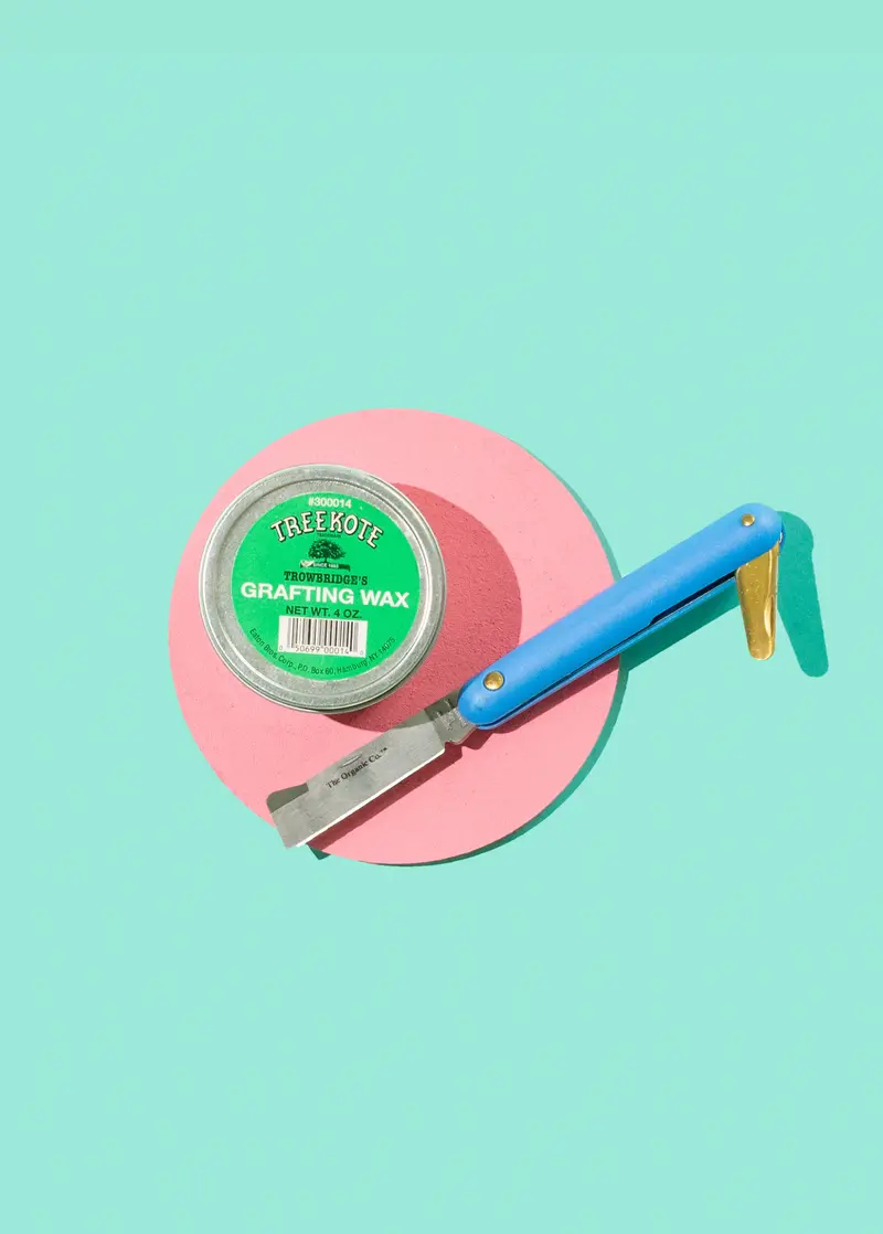 Grafting Wax Tin – Beeswax-Based Sealant For Bud & Whip Grafts 1