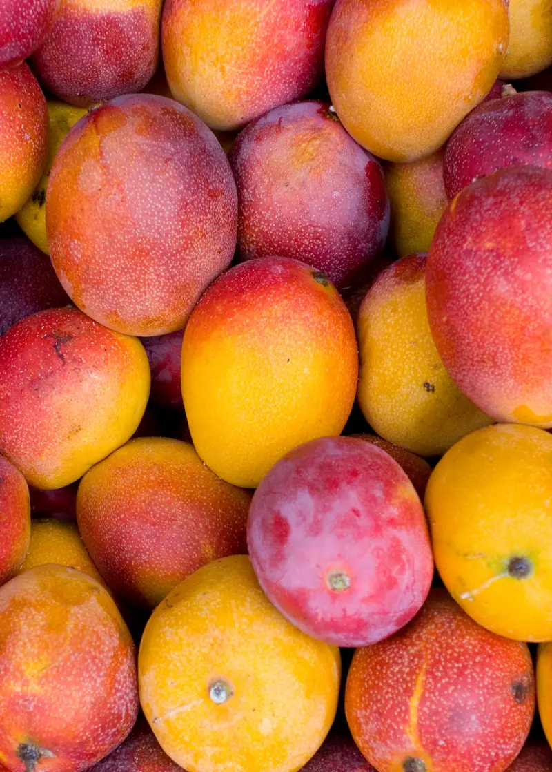 Haden Mango Tree – Mangifera Indica Heirloom Florida Variety 1
