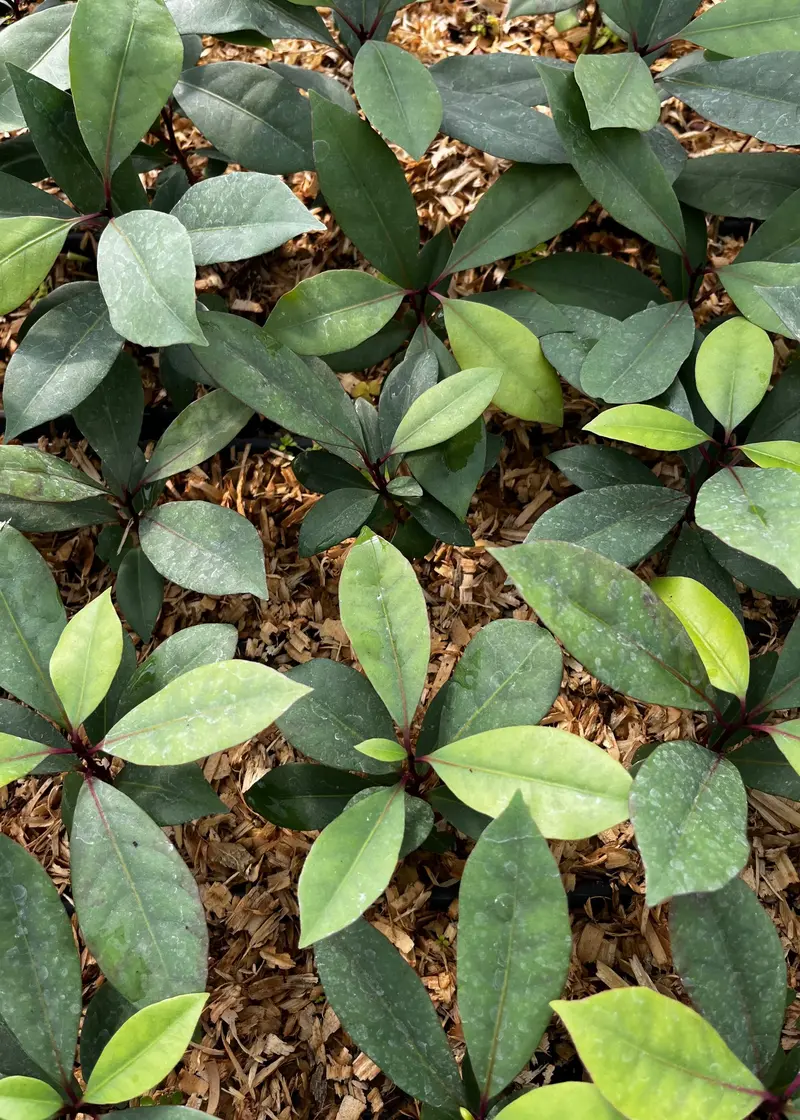 Hojas De Salat (Neea Psychotrioides) – Tropical Shade-Tolerant Shrub 1