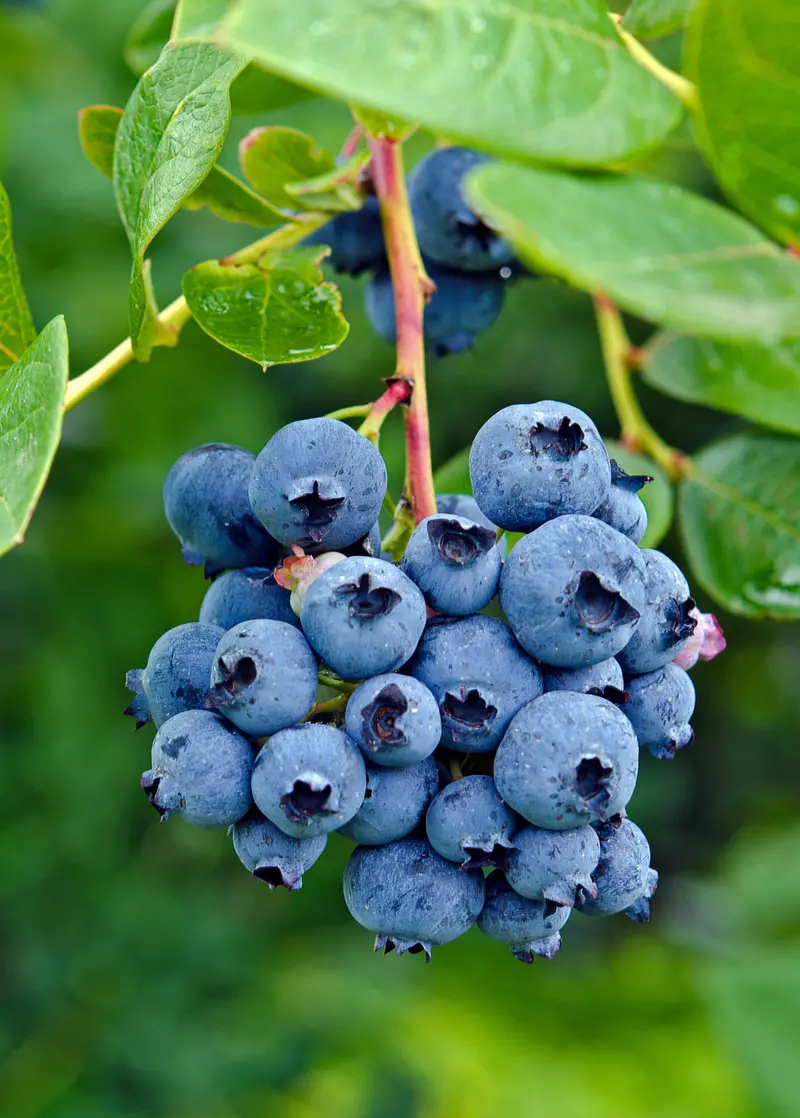 Jewel Blueberry Bush (Vaccinium Corymbosum) 1