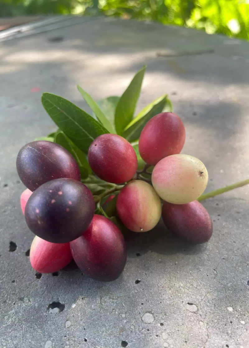 Karanda Berry – Bengal Currant (Carissa Carandas) 1