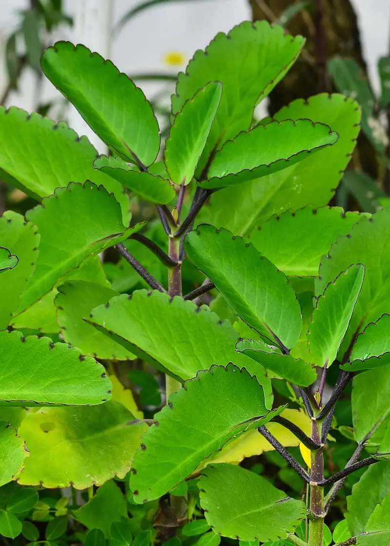 Leaf Of Life – Bryophyllum Pinnatum (Life Plant) 1
