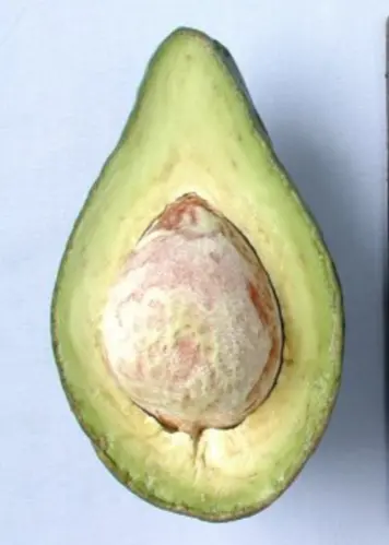 Lula Avocado Tree (Persea Americana) 1