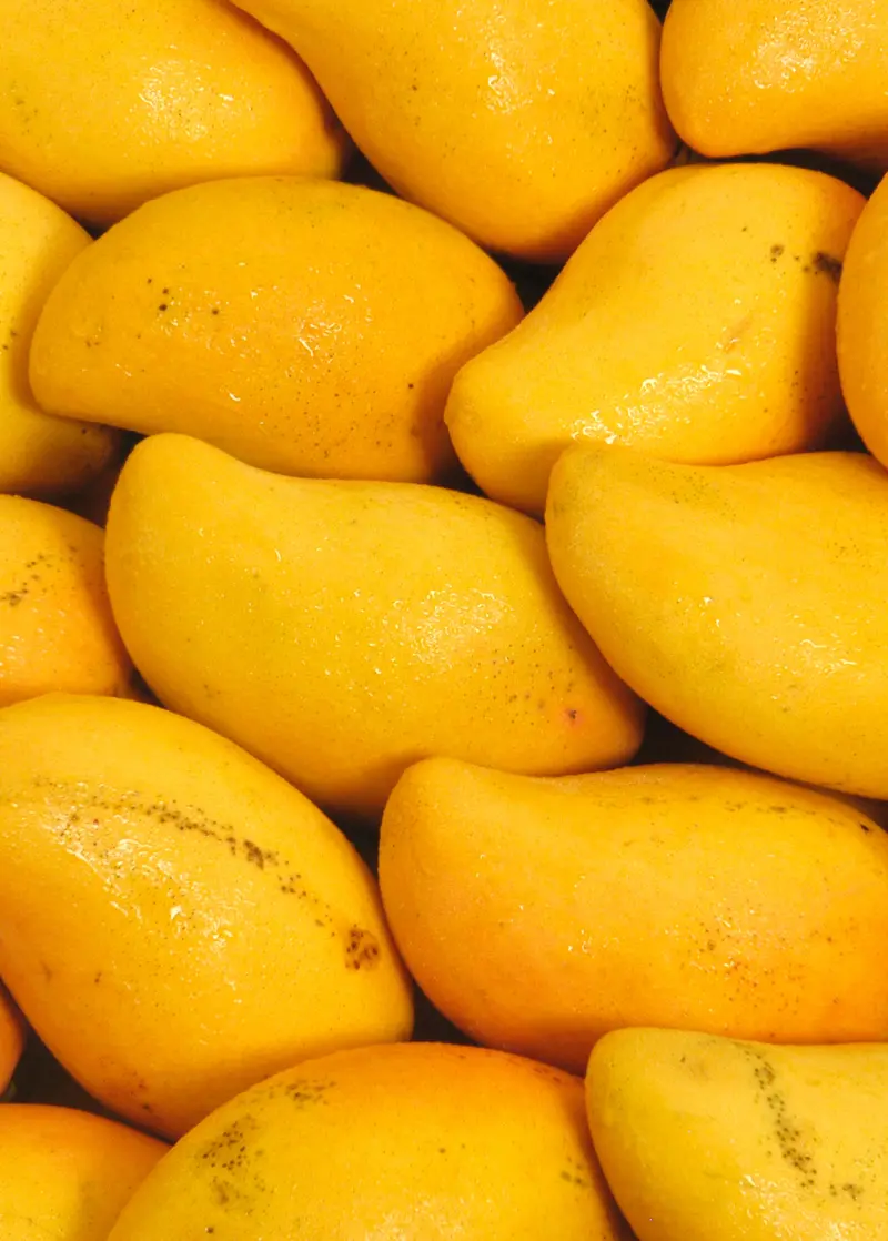 Miracle Mango Tree (Choc-Anon Cultivar, Mangifera Indica) 1
