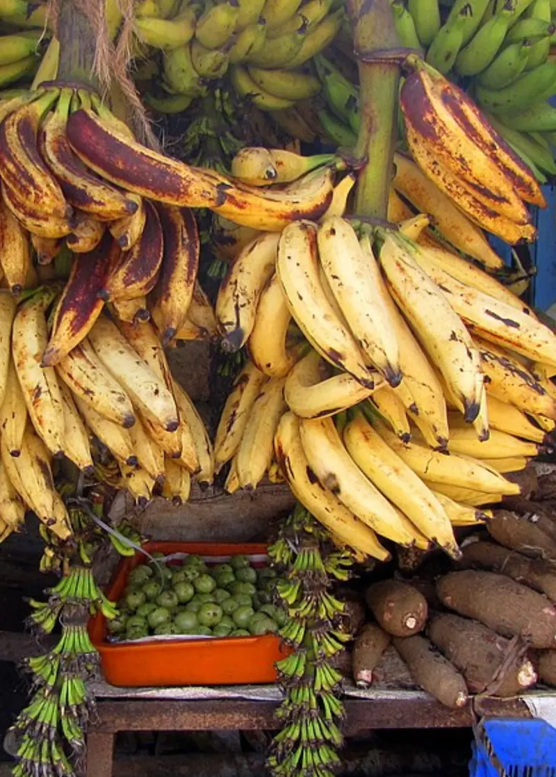 Nendran Banana Plant (Musa Spp.) 1