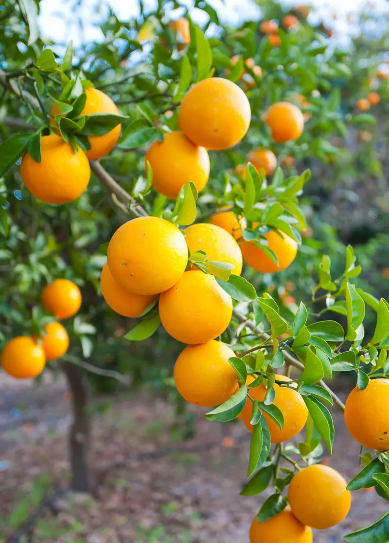 Oll-4 Sweet Orange (Citrus Sinensis 'Oll-4') – Disease-Resistant Florida Citrus Selection 1