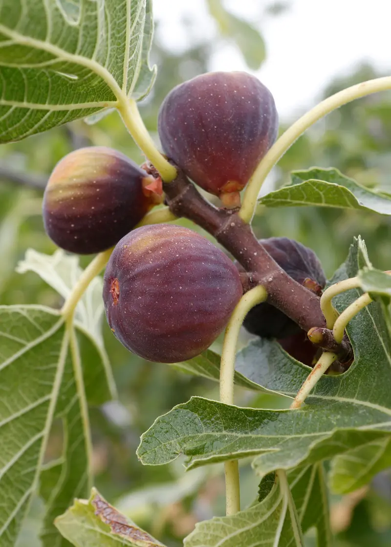 Olympian Fig Tree (Large-Fruited Common Fig) 1