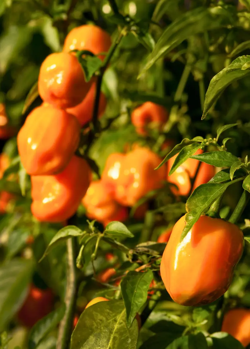 Orange Habanero Chili Pepper (Capsicum Chinense) 1