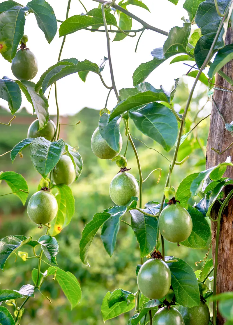 Passionflower 'Bounty' Vine (Passiflora Edulis) 1