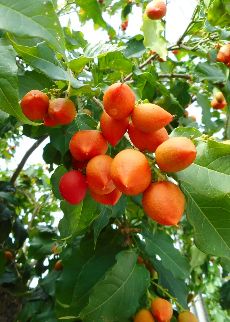 Peanut Butter Fruit – Bunchosia Argentea Tropical Shrub 1