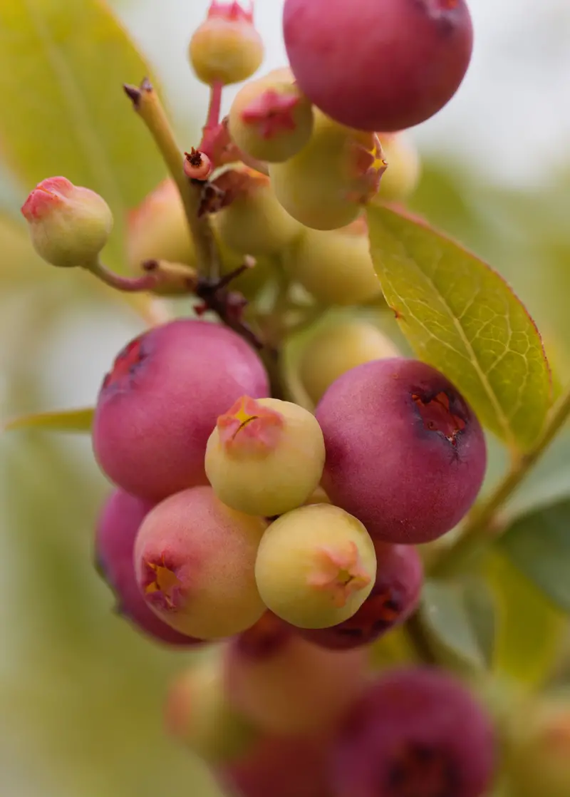 Pink Lemonade Blueberry (Vaccinium Corymbosum) – Ornamental & Edible 1