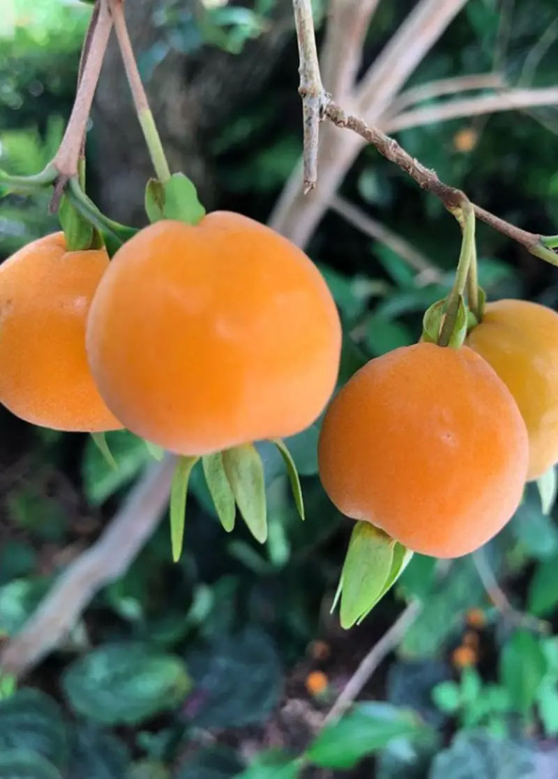 Pitomba Fruit Tree – Eugenia Luschnathiana Brazilian Berry 1