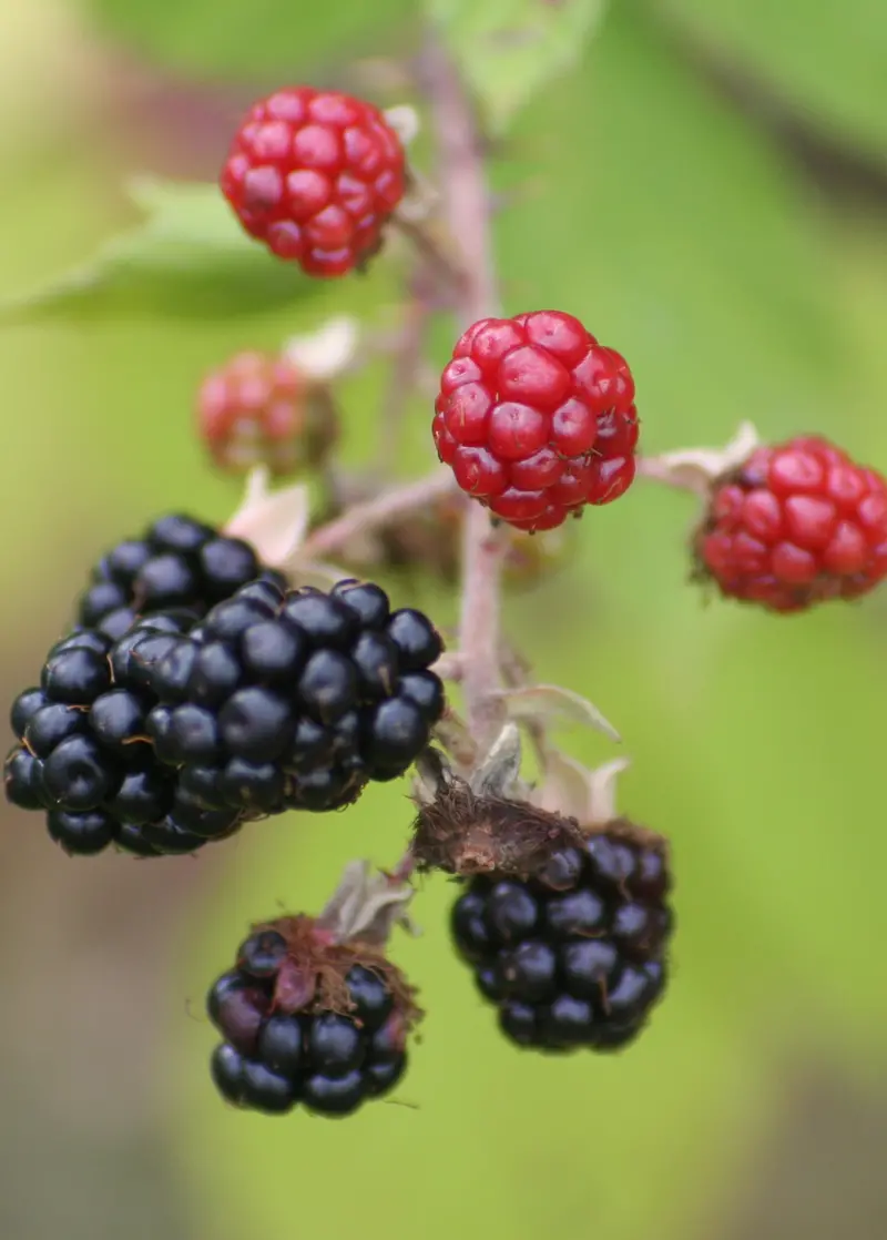 'Ponca' Thornless Blackberry (Rubus Fruticosus) 1