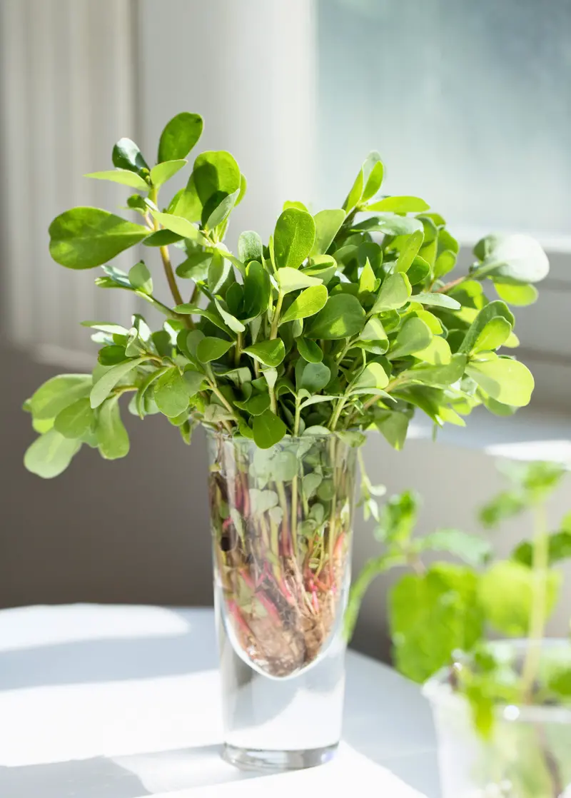 Purslane Greens – Portulaca Oleracea Edible Succulent Herb 1