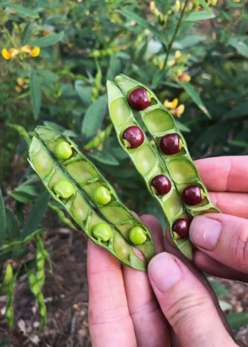 Red Pigeon Pea – Cajanus Cajan Nitrogen-Fixing Legume 1
