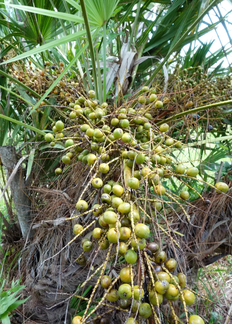 Saw Palmetto Herb (Serenoa Repens) – Native American Medicinal Plant 1