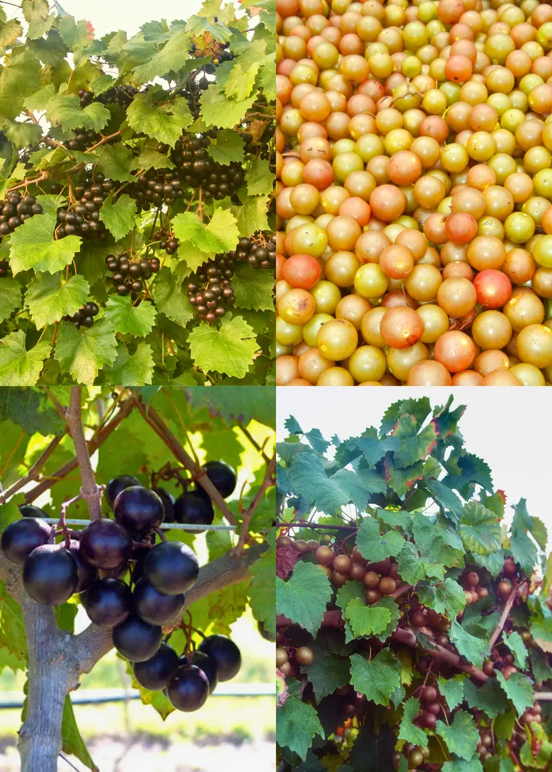 Southern Muscadine Grape Trio: Carlos, Alachua & Southern Home 1
