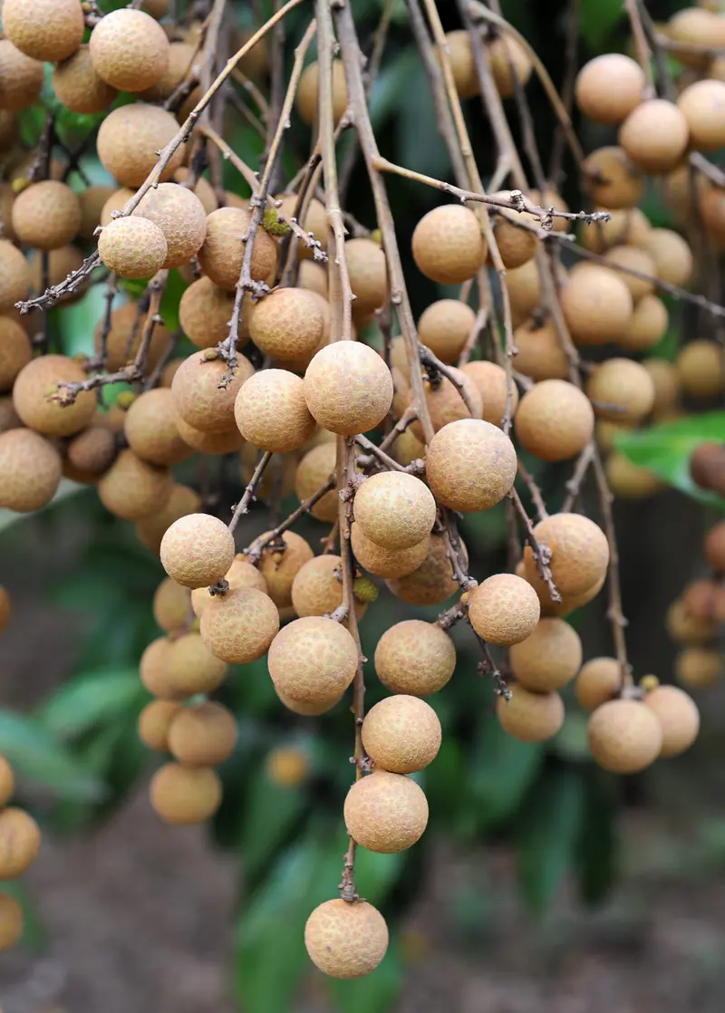 Sri Chompoo Longan Tree (Pink-Fleshed Variety) 1
