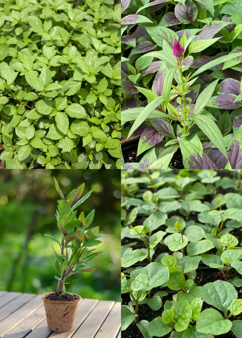 Summer Greens Mix: Malabar Spinach, Molokhia, Longevity Spinach, Lagos Spinach 1