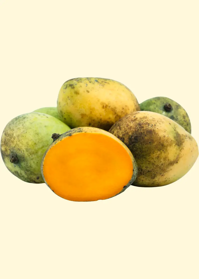 Sweet Tart Mango Tree (Mangifera Indica) 1