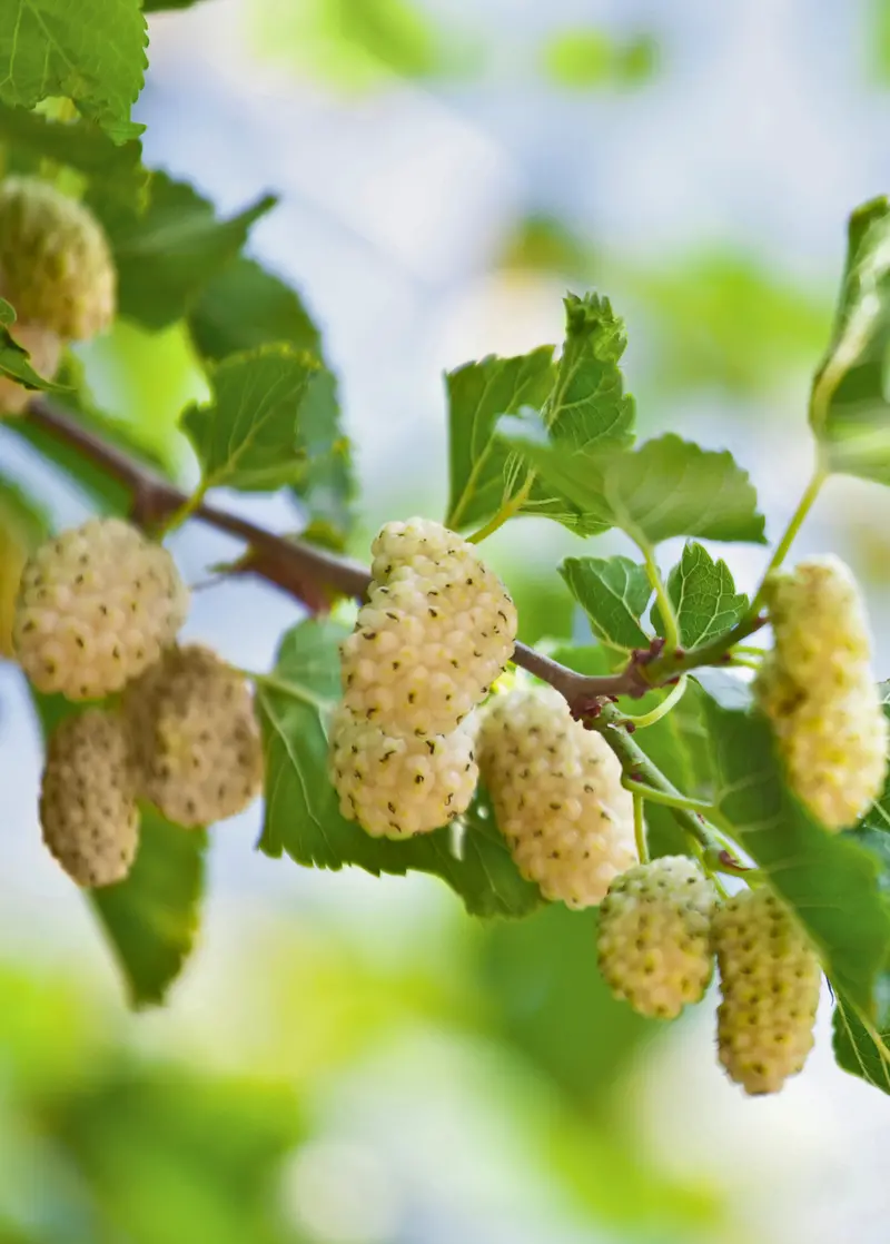 Tehama White Mulberry – Morus Alba 1
