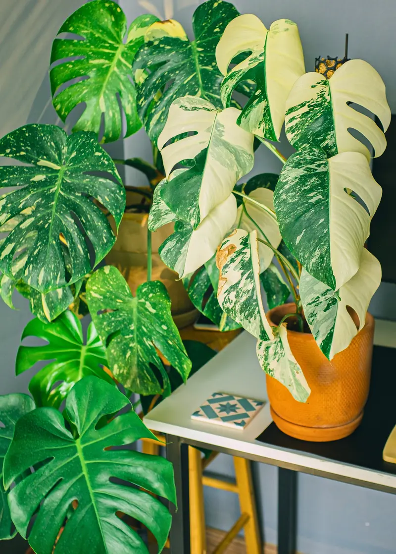 'Thai Constellation' Monstera – Variegated Monstera Deliciosa Houseplant 1