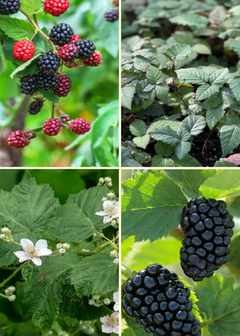 Thornless Blackberry Collection – 3 Varieties 1