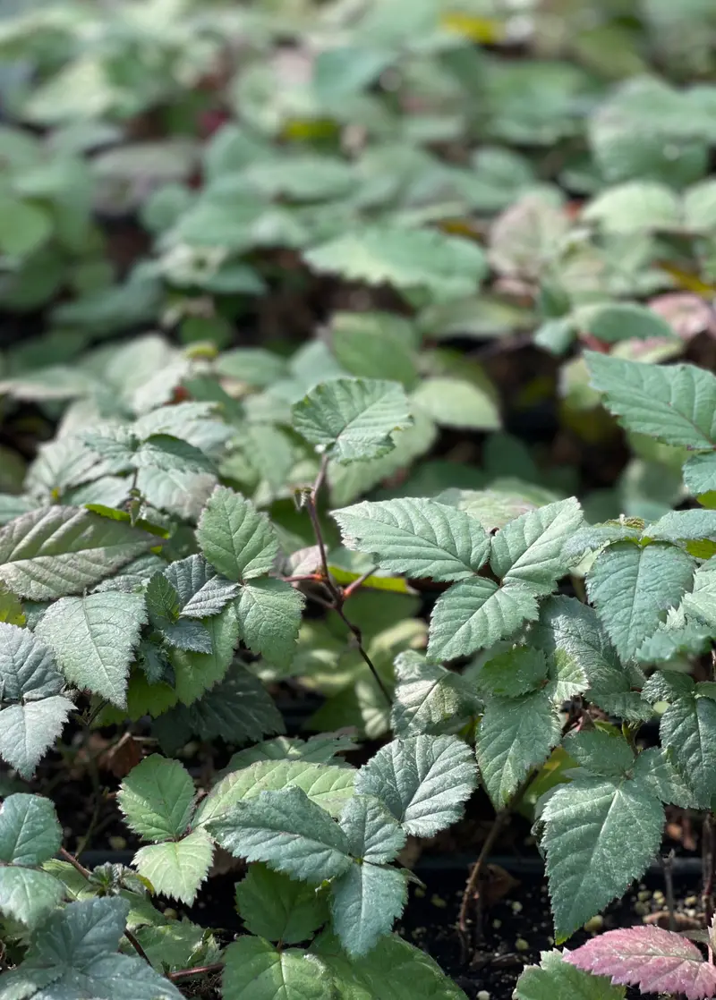 Thornless Natchez Blackberry Bush (Rubus Spp.) 1