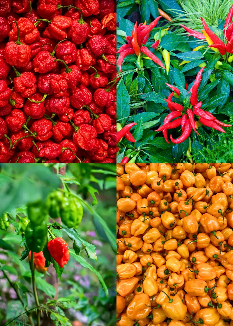 Triple Hot Pepper Collection: Thai Chili, Orange Habanero & Carolina Reaper 1